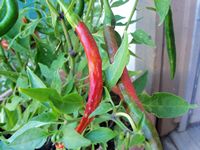 Cayenne Pepper (Capsicum frutescens)