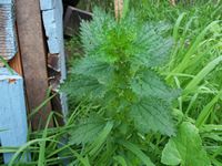 Nettles, Stinging -Biodynamic uses.