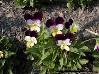 Heartsease (Viola tricolor) 