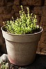 Little Green Lady * Kitchen Herb Garden.