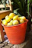 Complete Biodynamic Vegetable & Herb Garden Collection.