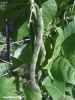 Rattlesnake Pole Bean