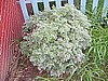 Organic "All Artemisia" Healthful Herb Garden