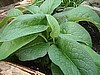Comfrey, Common.