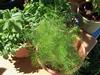 Fennel, Perfection.