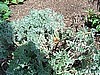 Artemisia Absinthium, Wormwood,  
