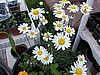Certified Pyrethrum - natural insecticide.