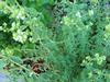 Oregano