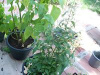 Andrographis.