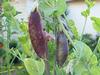 Biodynamic Pole Bean, Weinlanderin.
