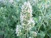 Catnip- Nepeta cataria L