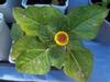 Spilanthes, Official 