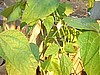 Biodynamic Bush Bean, Weinlanderin.