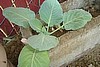 Biodynamic Cabbage, Wadenswiler Sauerkraut