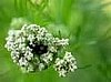 Biodynamic Herb, Cumin.
