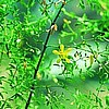 Chapparral Seeds.