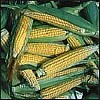 Biodynamic Corn, Golden Bantam.