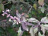 Tulsi Krishna Seeds, Organic Holy basil