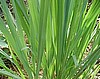 Desert Collection, Heat Tolerant Medical Herb Garden