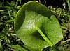 Biodynamic Lettuce, Miners.