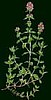 Thyme, German.