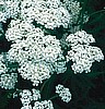 Yarrow  (Achillea millefolium)