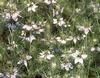 Black Seed - Egypt