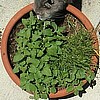 Organic "Cat's Whiskers" Catnip Cookie Mix.