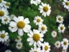 Chamomile, Roman.