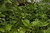 NEW! Epazote- Chenopodium Ambrosoides