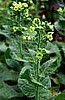 Tobacco, Midewiwan Sacred (nicotiana rustica)