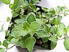 Biodynamic Kitchen Herb Garden Collection.