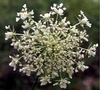 Queen Anne's Lace.