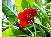 Schisandra Seed.