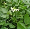 Nasturtium Officinale " Watercress" European