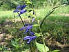 Sage, Blue Sage Seeds
