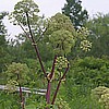 Angelica, Angelica archangelica