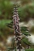 Motherwort Seeds, Official
