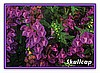 Skullcap, organic.