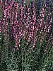 Rose Nectar Hyssop organic seeds.
