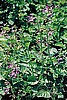Red Sage Organic