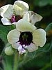 Henbane Organic seeds