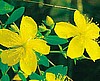 Saint John's Wort, Official Seeds