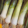 NEW! Musselburgh Leeks