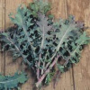 Red Russian Kale.