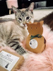 Organic Treat Catnip Boxed Sachet - Cats go wild for this crazy gift!