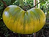 Spear's Tennessee Green Tomato Seeds