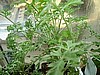 Wormwood ~Artemisia absinthium