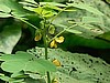 NEW! Chinese Senna, Organic.
