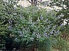 Chaste Tree, Official Seeds.
